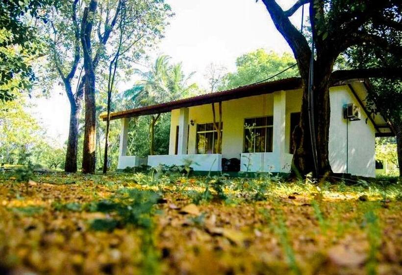 Bed and Breakfast Banana Rest Sigiriya