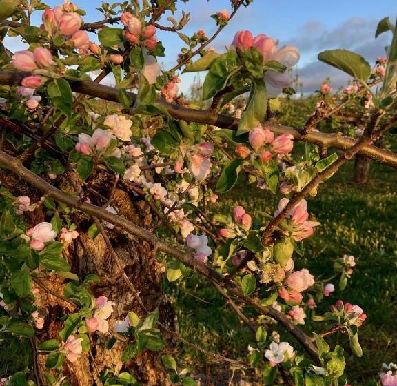 تختخواب و صبحانه Killegården På Kivik