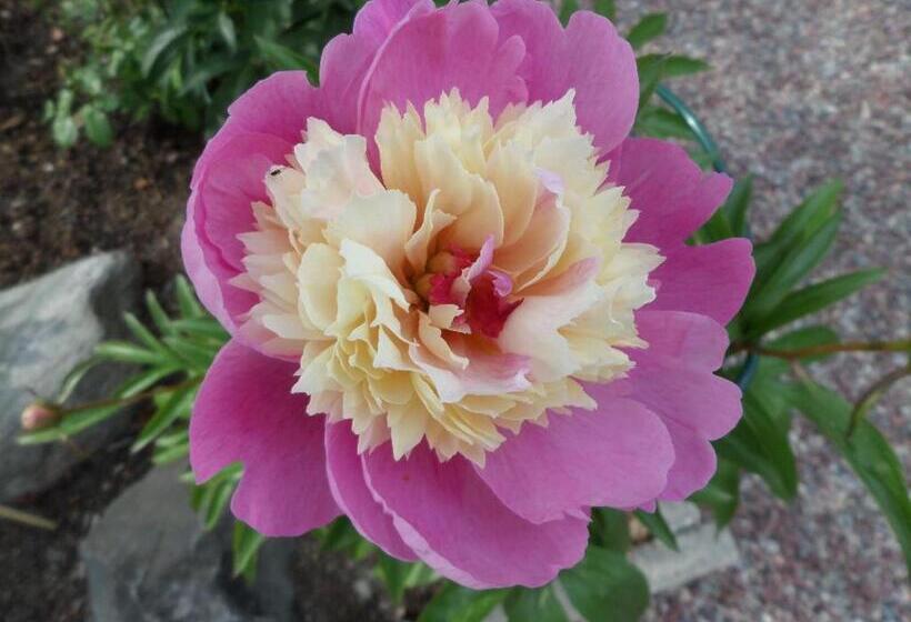 Skogis Bed & Breakfast