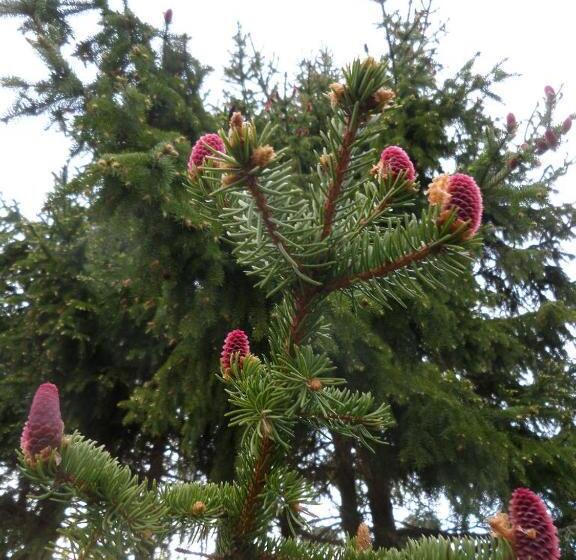 Skogis Bed & Breakfast