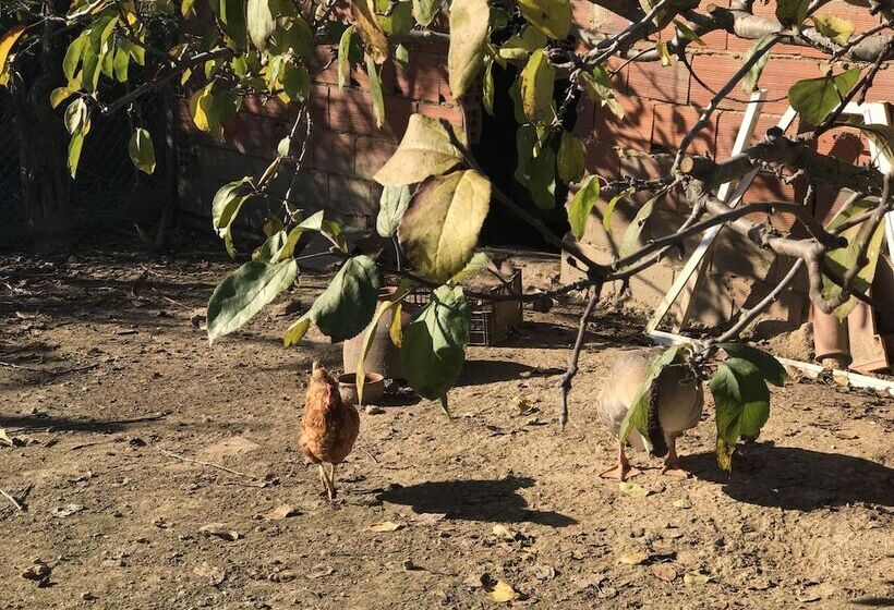 住宿加早餐  Porto Monte