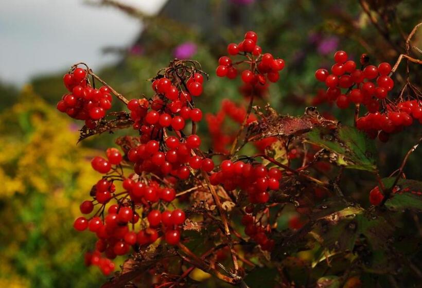 مبيت وإفطار De Bolderie