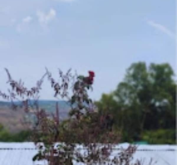 Hotel Strawberry County