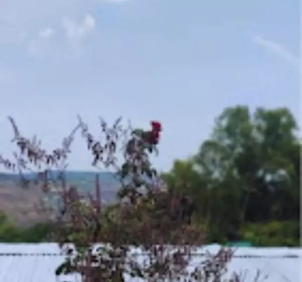 Hotelli Strawberry County