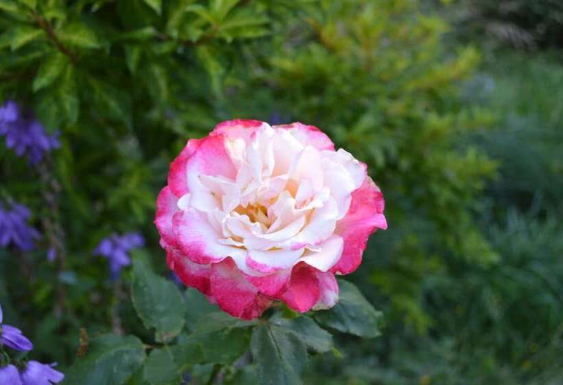 Bed & Breakfast Armand Heights