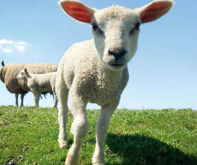 ホテル Huisjes Andijk