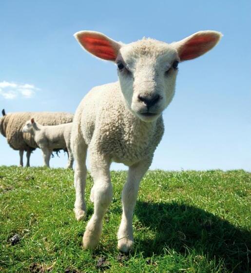 ホテル Huisjes Andijk