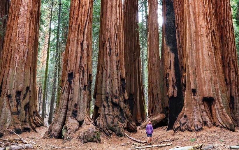 فندق Autocamp Sequoia