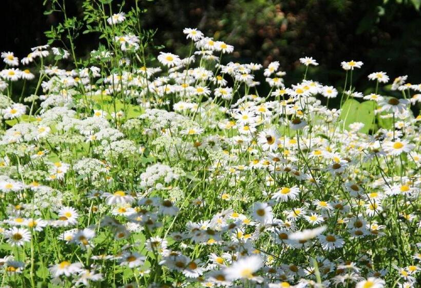 Отель Ryobou Hanaemi