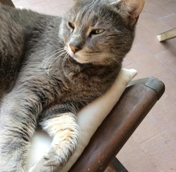 پانسیون Belvedere 10