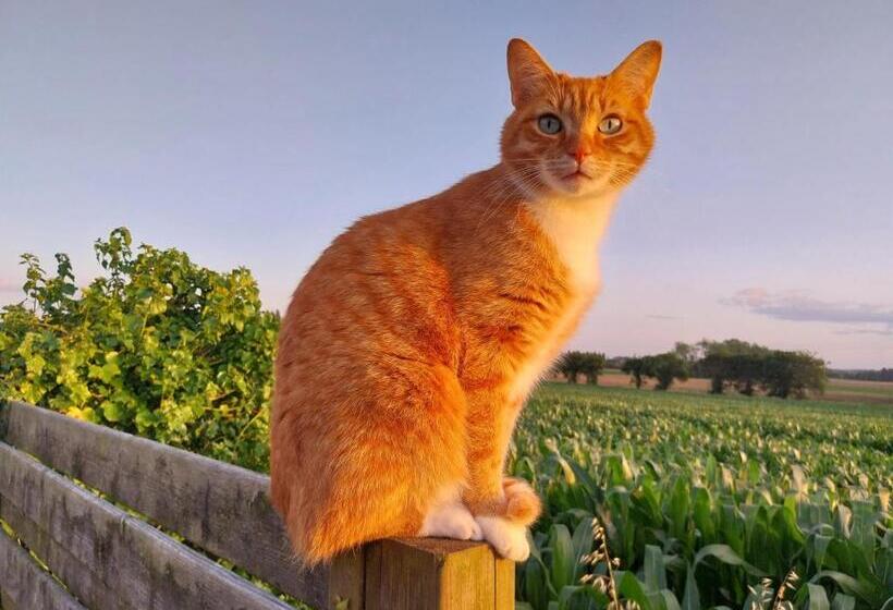 Bed and Breakfast Chambres D Hôtes Frehel