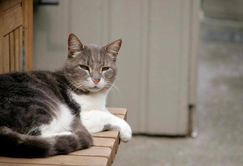 Bed & Breakfast Hummingbird Guesthouse