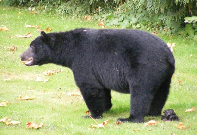 Bed & Breakfast Hummingbird Guesthouse