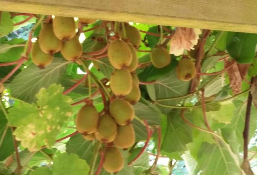 Bed & Breakfast Hummingbird Guesthouse