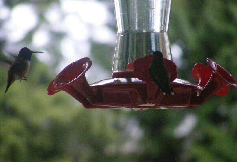 Bed & Breakfast Hummingbird Guesthouse