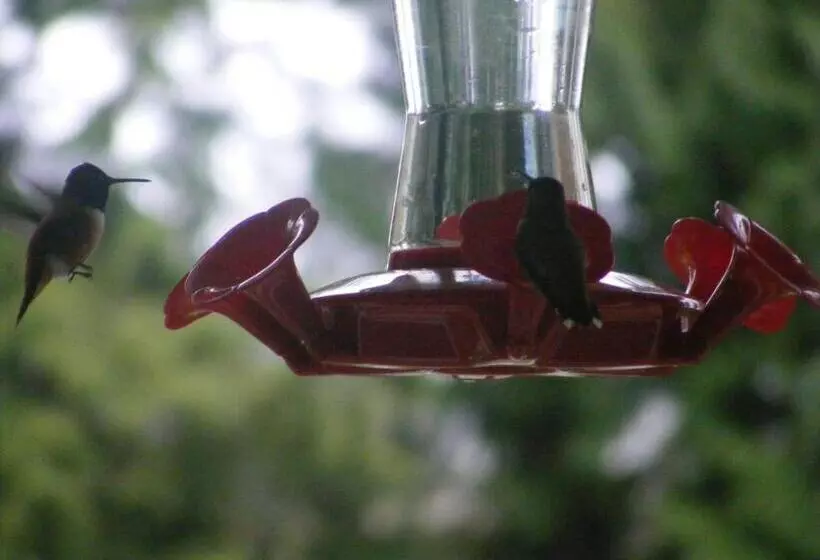 ベッドアンドブレックファースト Hummingbird Guesthouse