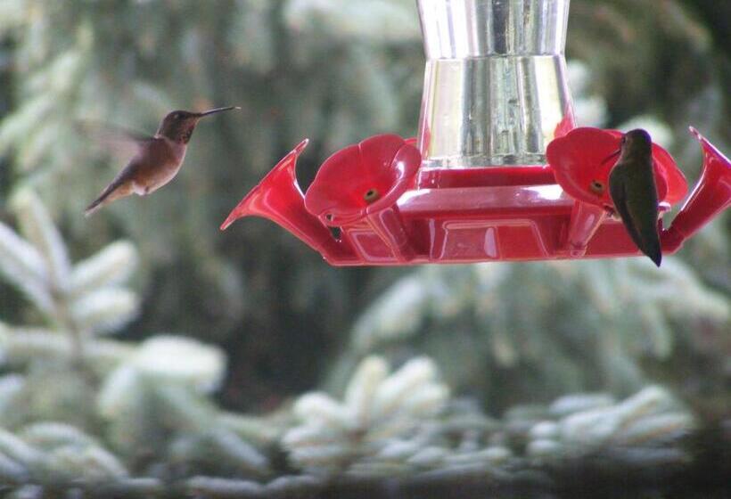 Bed & Breakfast Hummingbird Guesthouse