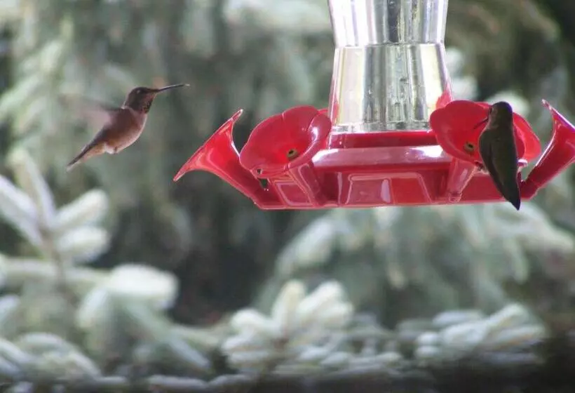 ベッドアンドブレックファースト Hummingbird Guesthouse