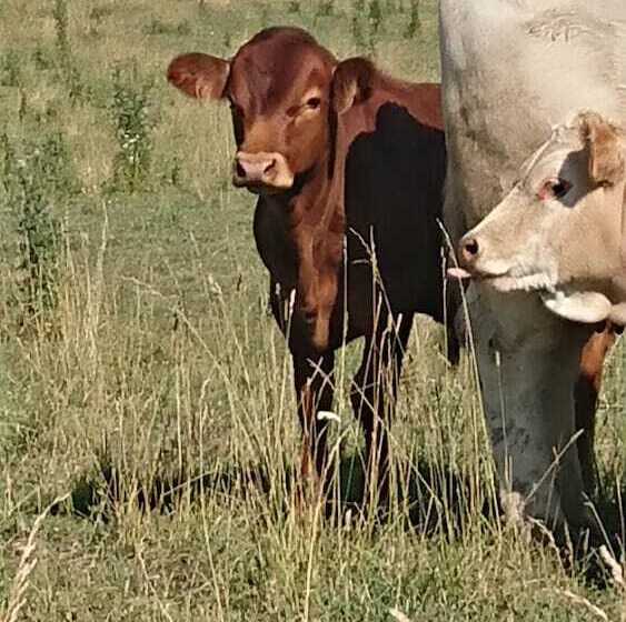 Colborne Bed And Breakfast