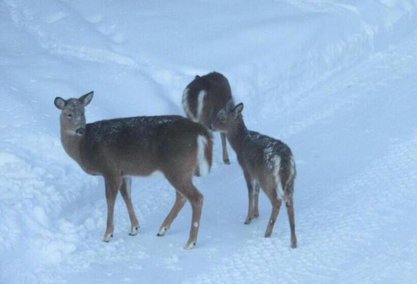 Dwight Village Motel