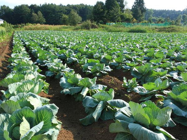 료칸 Resort Inn Yoshinosou