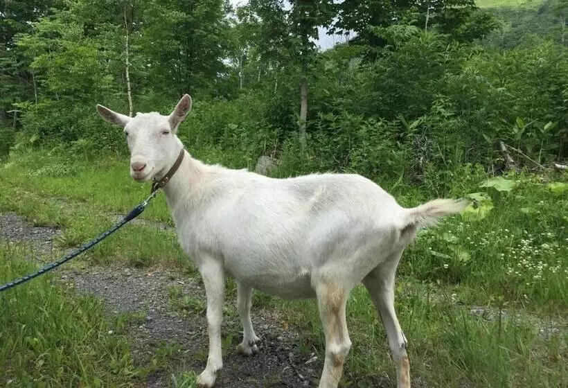 Hotelli Lodge Romulus