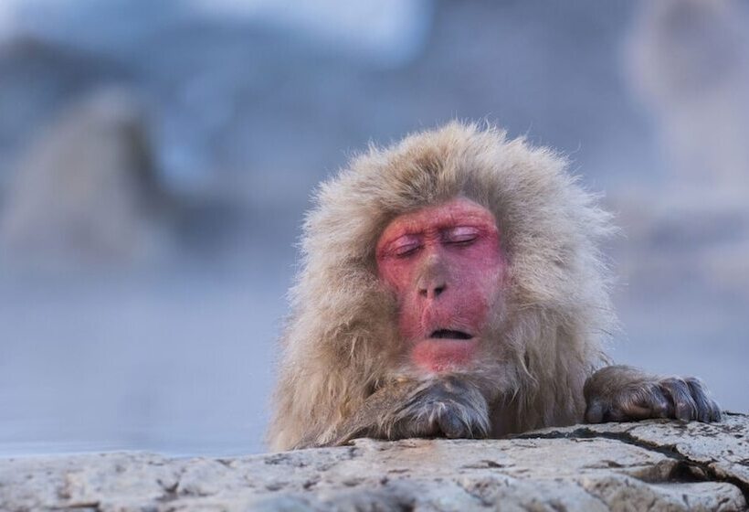 ריוקאן Sachinoyu Hotel Shiga Kogen