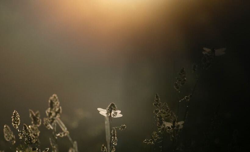 ריוקאן Sachinoyu Hotel Shiga Kogen