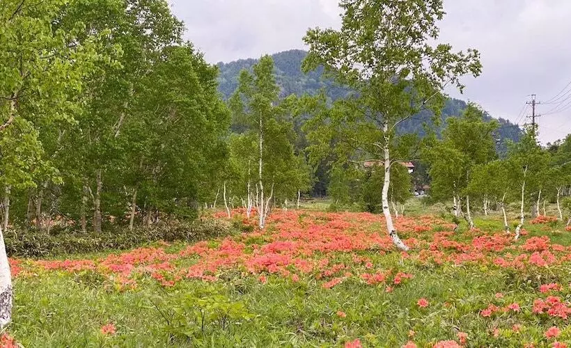 ریوکان Sachinoyu Hotel Shiga Kogen