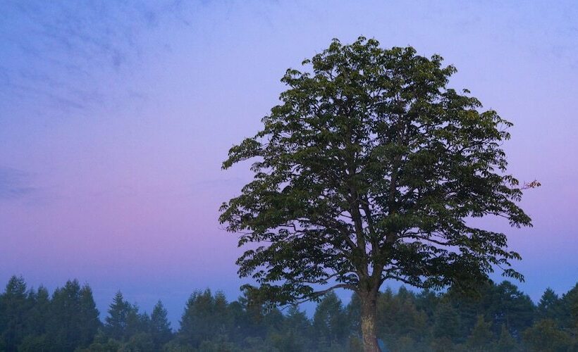 ריוקאן Sachinoyu Hotel Shiga Kogen