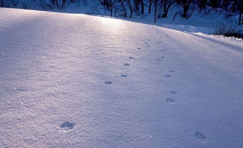 ריוקאן Sachinoyu Hotel Shiga Kogen