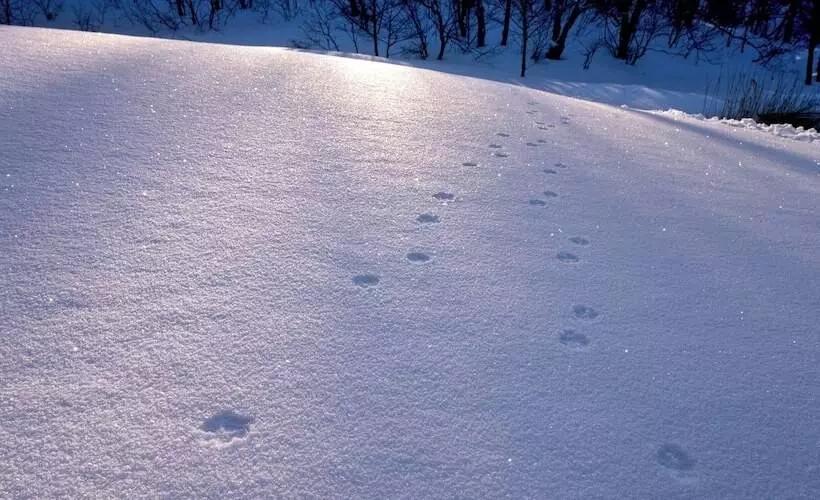ریوکان Sachinoyu Hotel Shiga Kogen