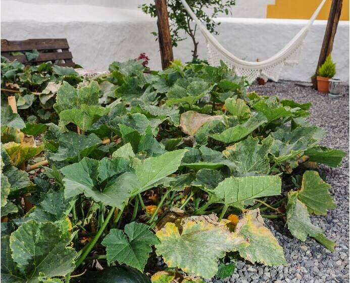 צימר Casa Emblemática Buenavista Del Norte