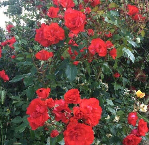 ホテル El Sosiego