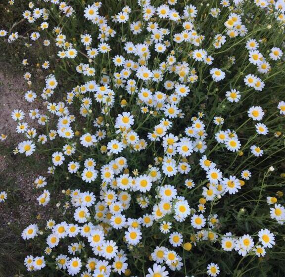 ホテル El Sosiego