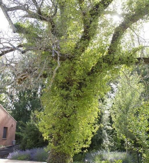 اقامتگاه Molinos De Fuenteheridos