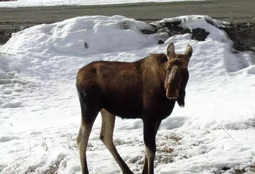 Antler's Rest Bed And Breakfast