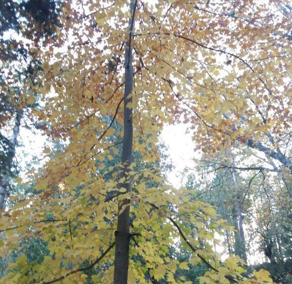 住宿加早餐  Yosemite Paradise Inn