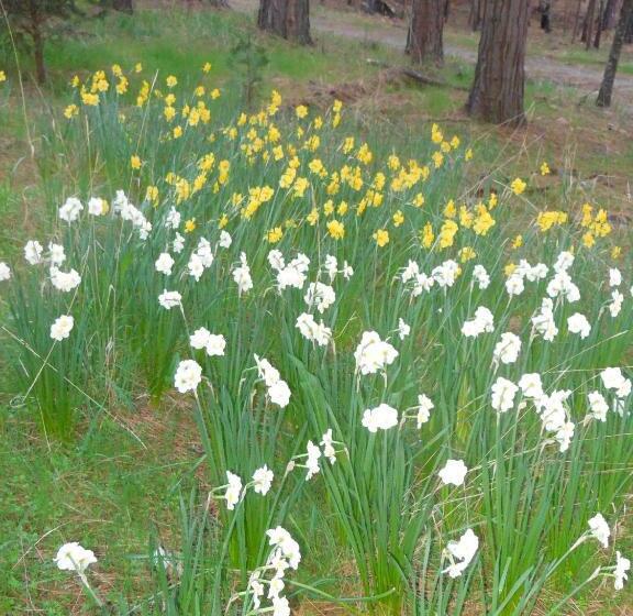 住宿加早餐  Yosemite Paradise Inn
