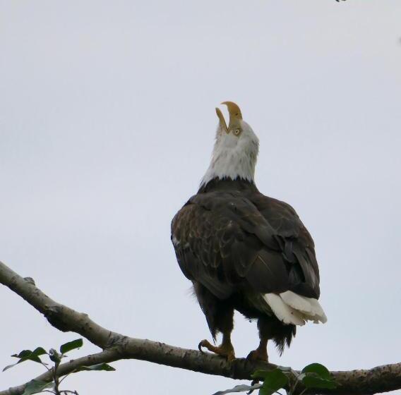 Brigitte S Bavarian B&b