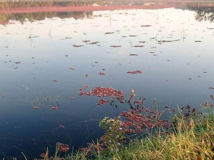 On Cranberry Pond B&b