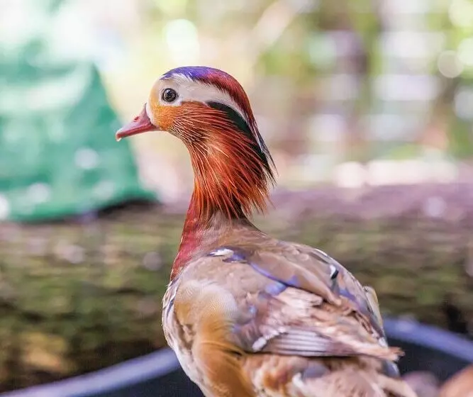 Cozy Fruit Cove Cottage On Hobby Farm W/ Wildlife!