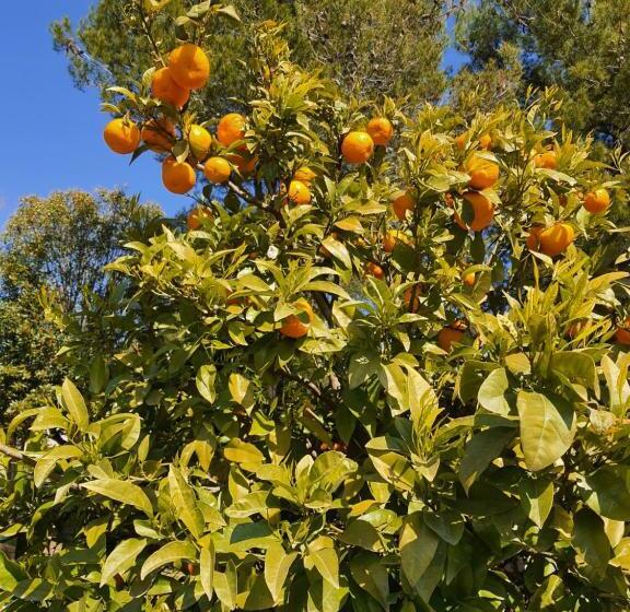 پانسیون Mas D Alivon