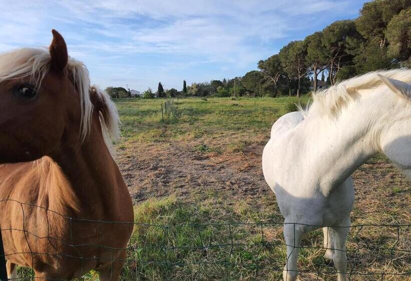 پانسیون Mas D Alivon