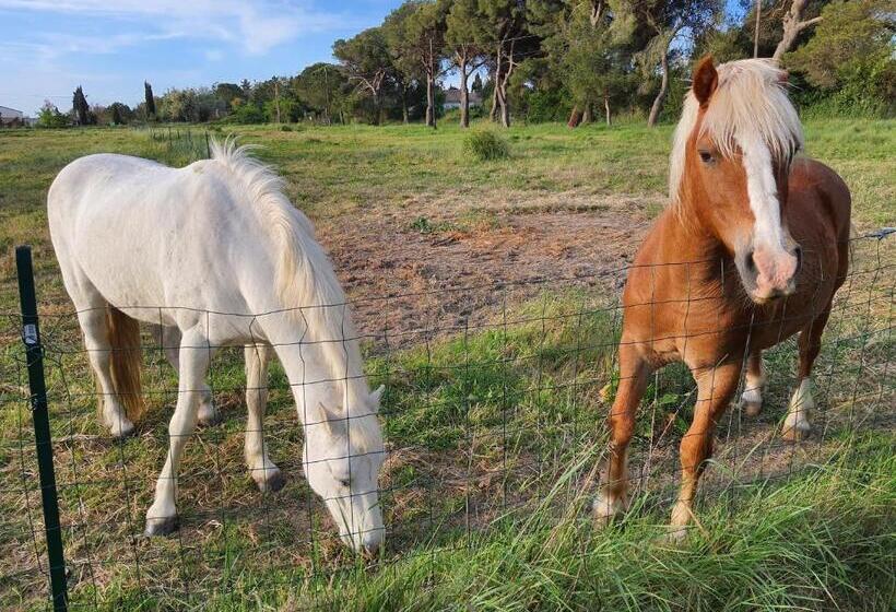 پانسیون Mas D Alivon