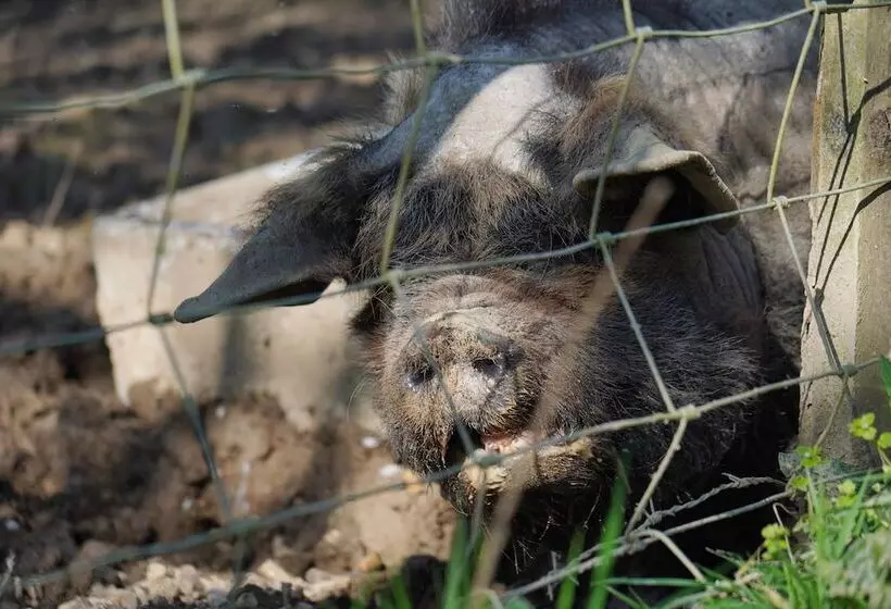 Family Friendly Rural Riverside 5 Bed Cottage