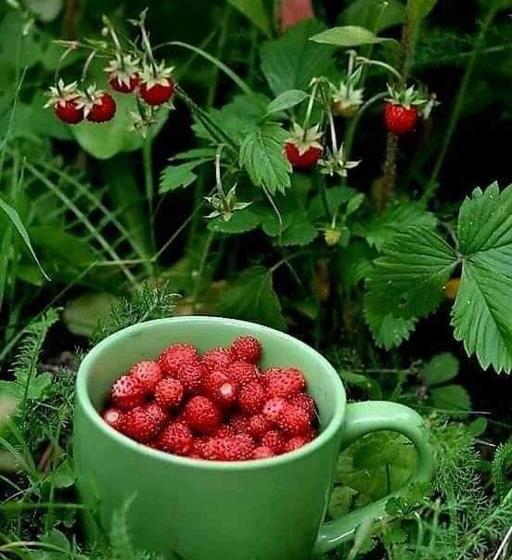 پانسیون Medina