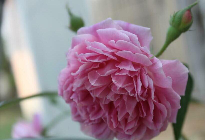 פנסיון Lada House