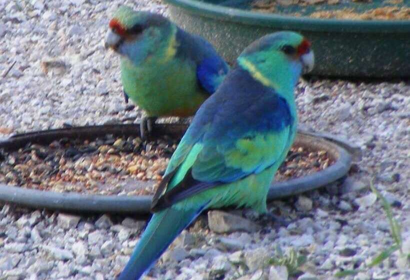 Sonja S Bed And Breakfast