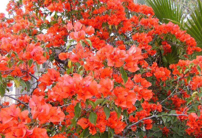 Sonja S Bed And Breakfast